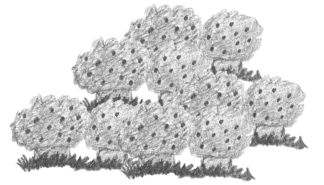 Image 48