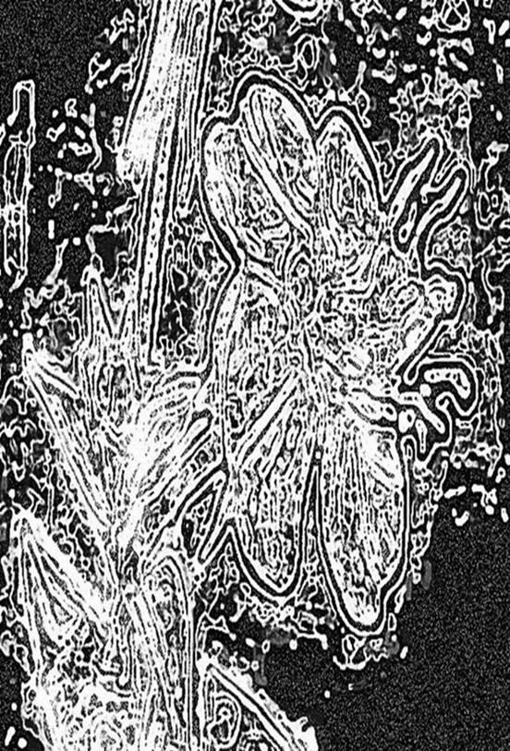 Image 406