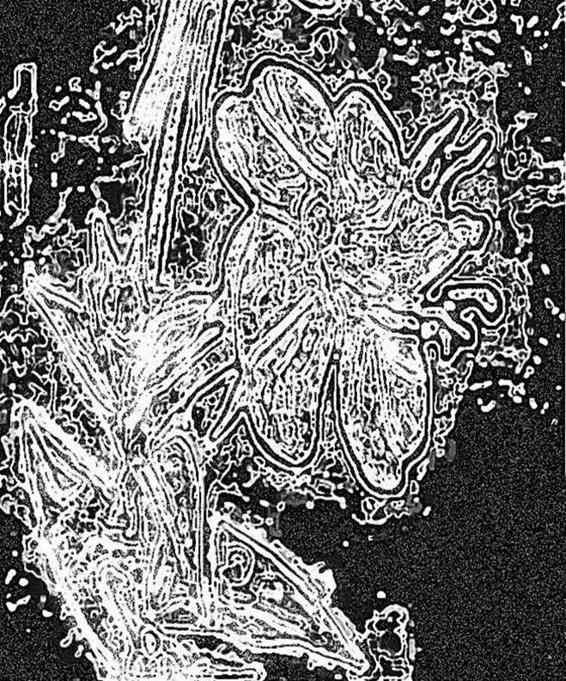 Image 187