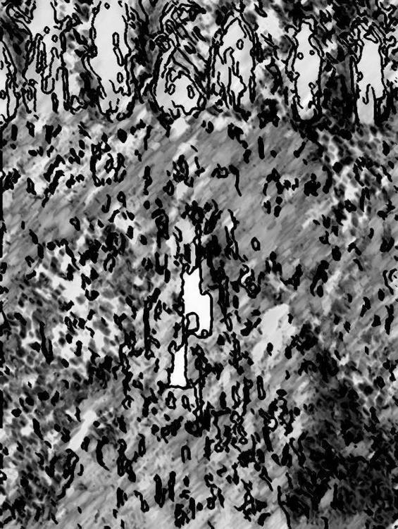 Image 222