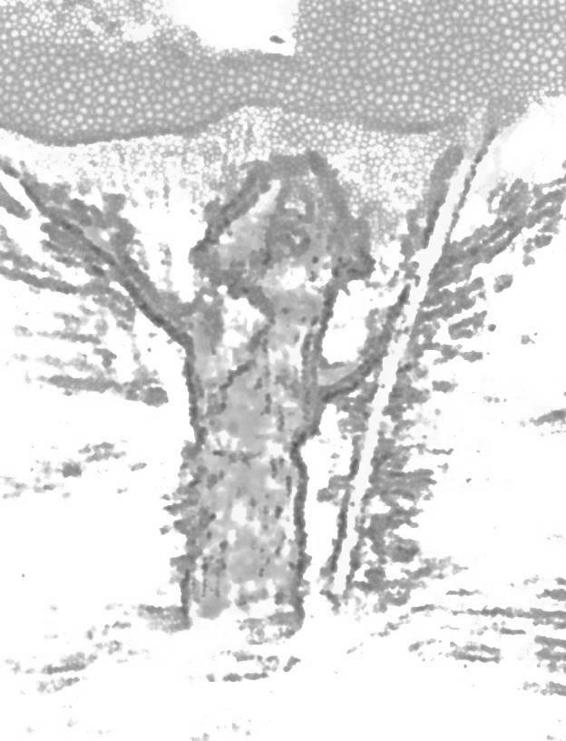 Image 227