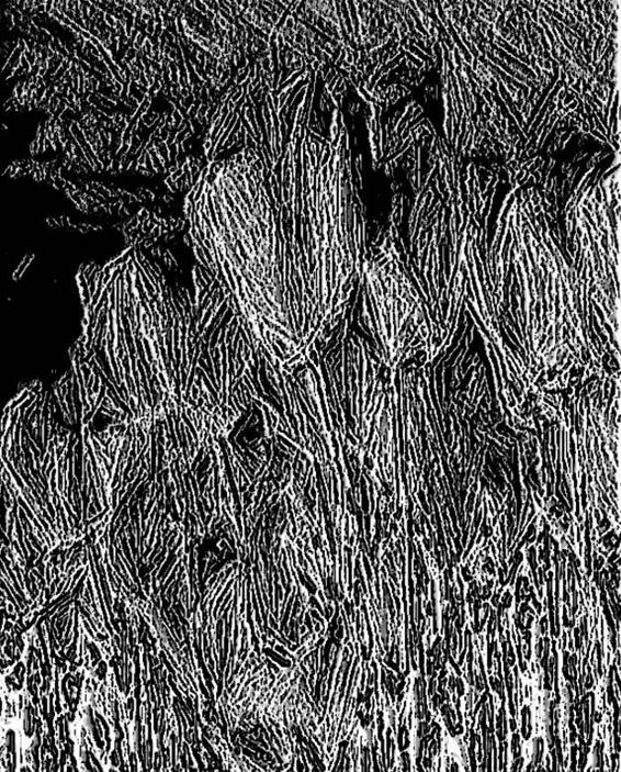 Image 243