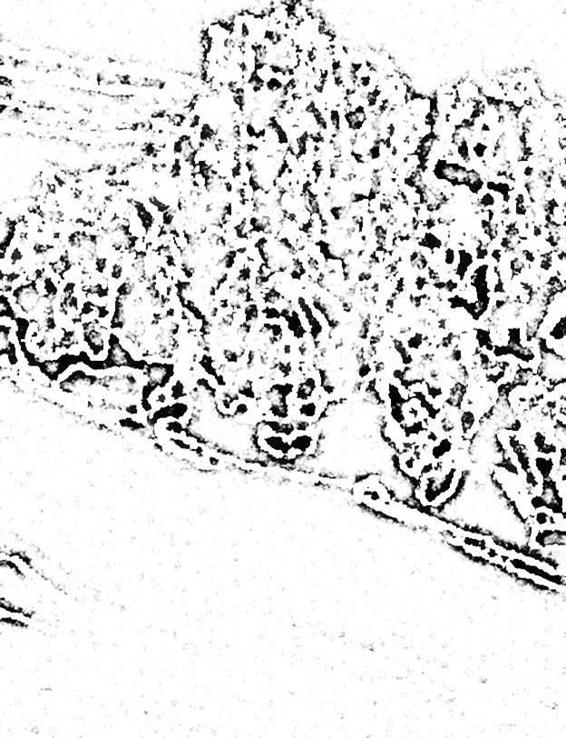 Image 255