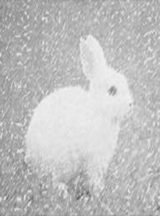 Image 256