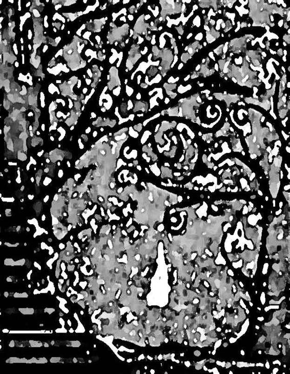 Image 262