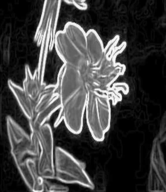 Image 287