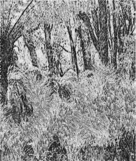 Image 289