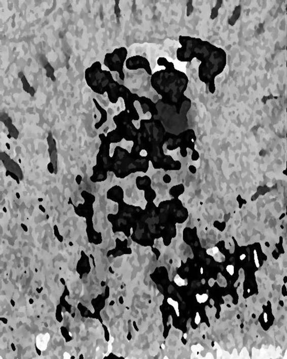 Image 294