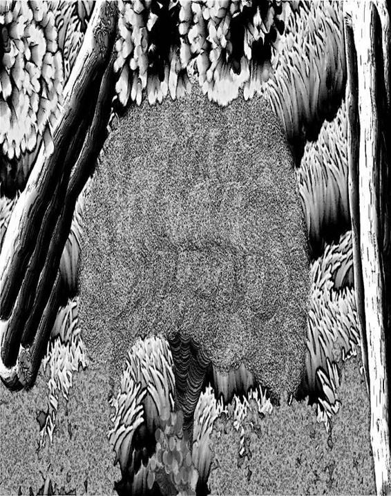 Image 298