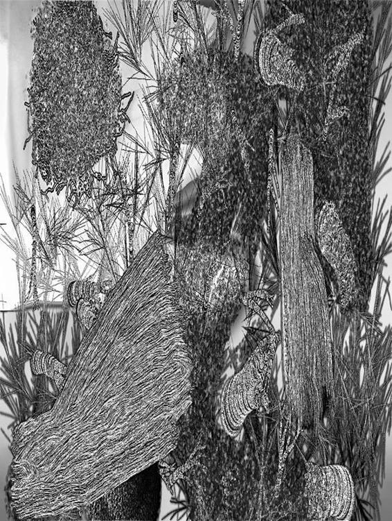 Image 299
