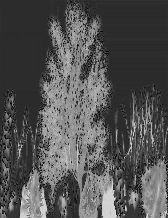 Image 304