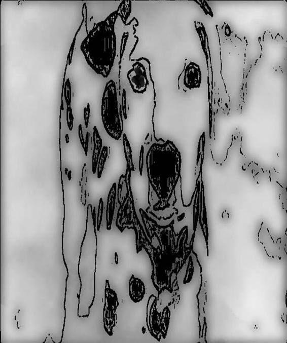 Image 306