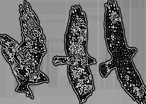 Image 24