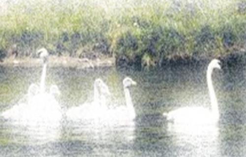 Image 45