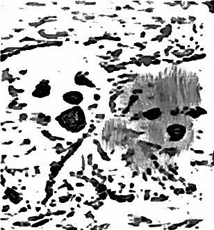 Image 13