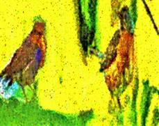 Image 27