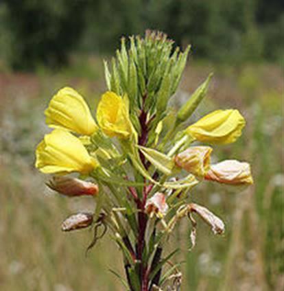 Image 71