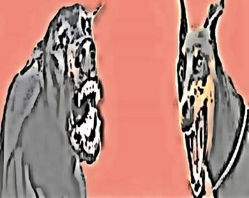 Image 37