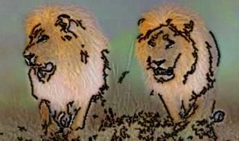 Image 39