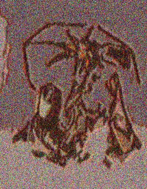 Image 36