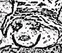 Image 42