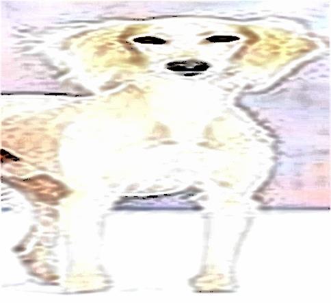Image 17