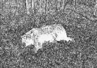Image 50