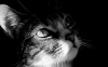 User's Picture