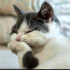 User's Picture