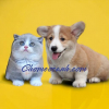 User's Picture