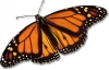 User's Picture