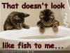 User's Picture