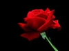 User's Picture