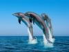 User's Picture