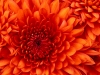 User's Picture