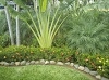 User's Picture