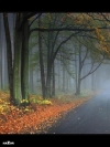 User's Picture