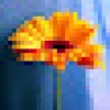 User's Picture