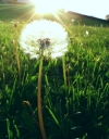 User's Picture