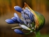 User's Picture